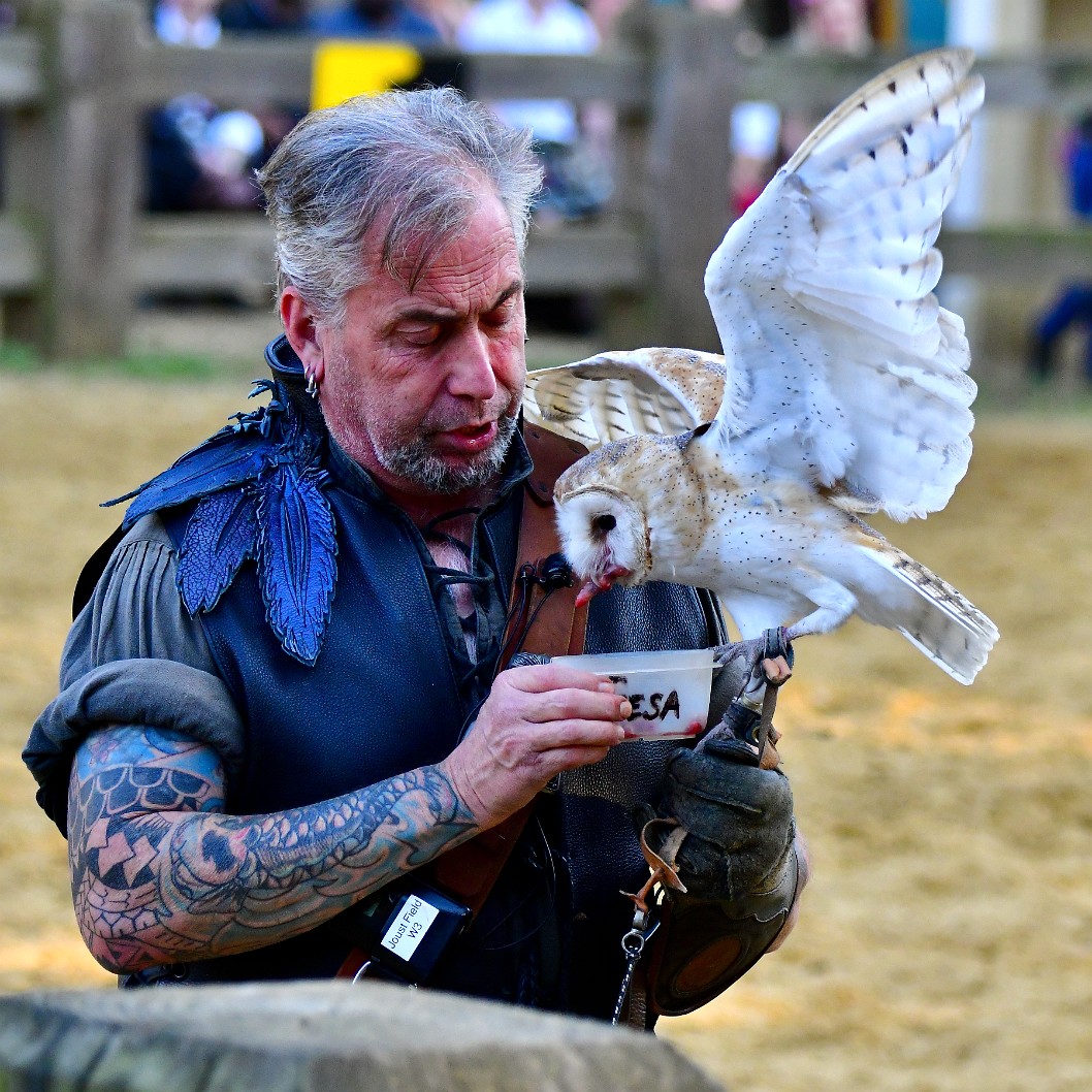 Owl Snacking 1