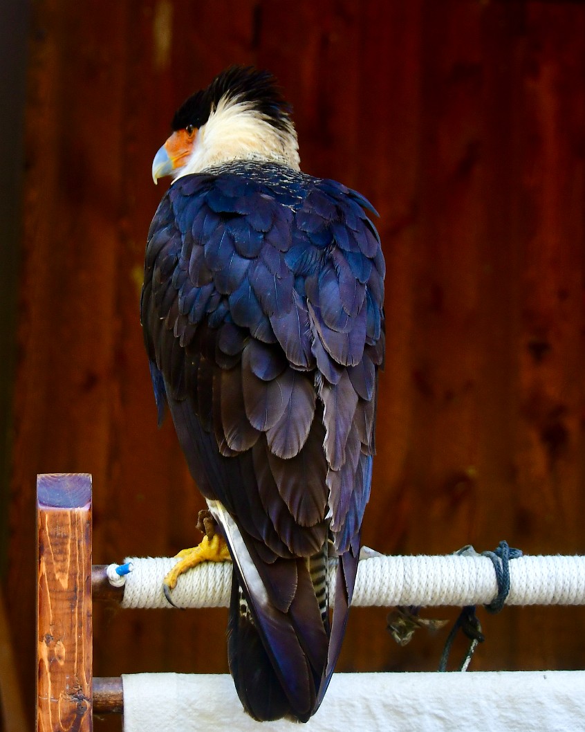 CC the Crested Caracara Back