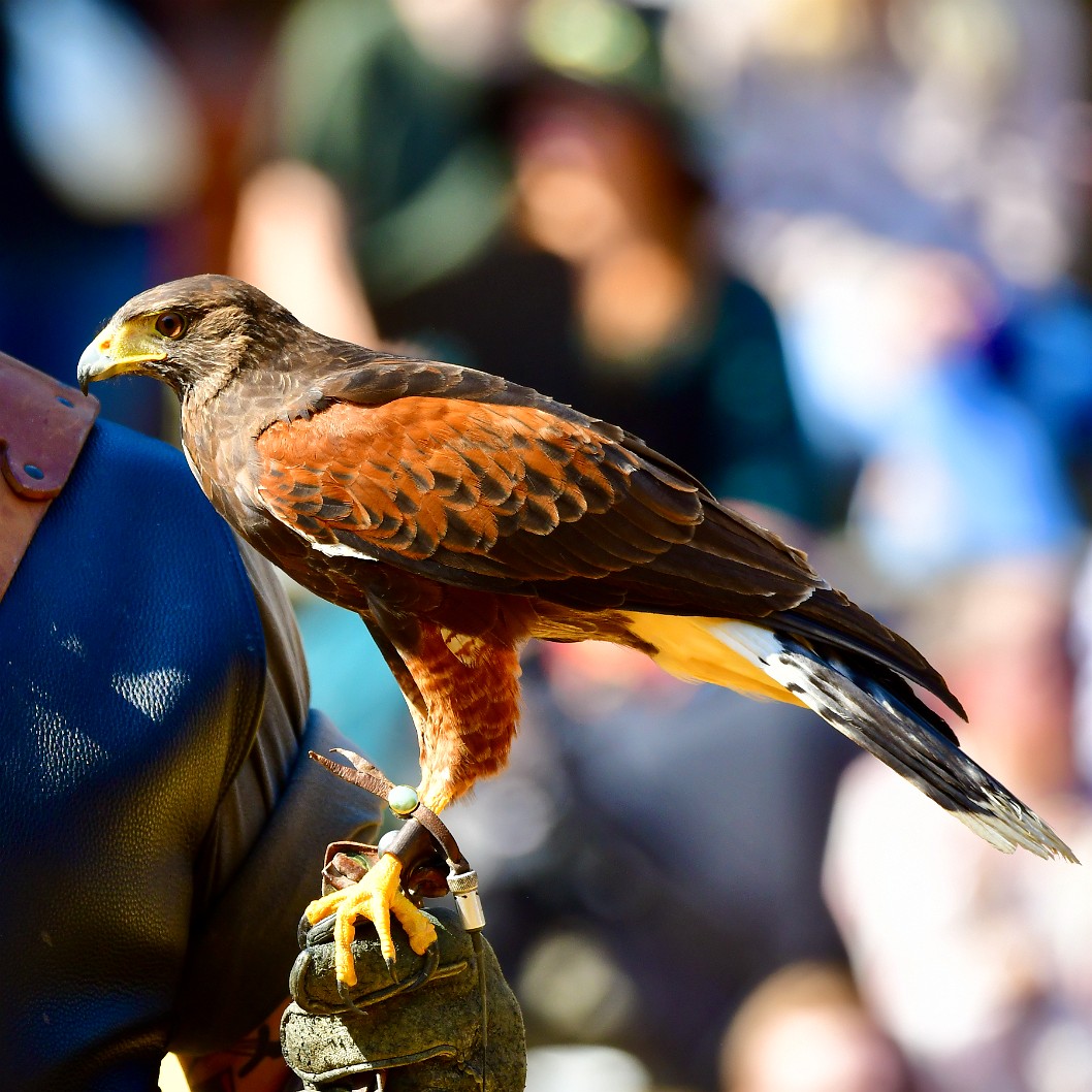 Harriss Hawk Side View