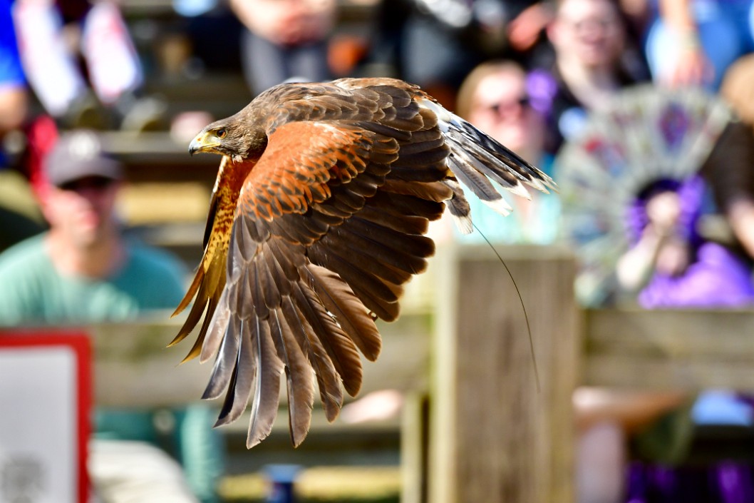 Harriss Hawk Wings Down