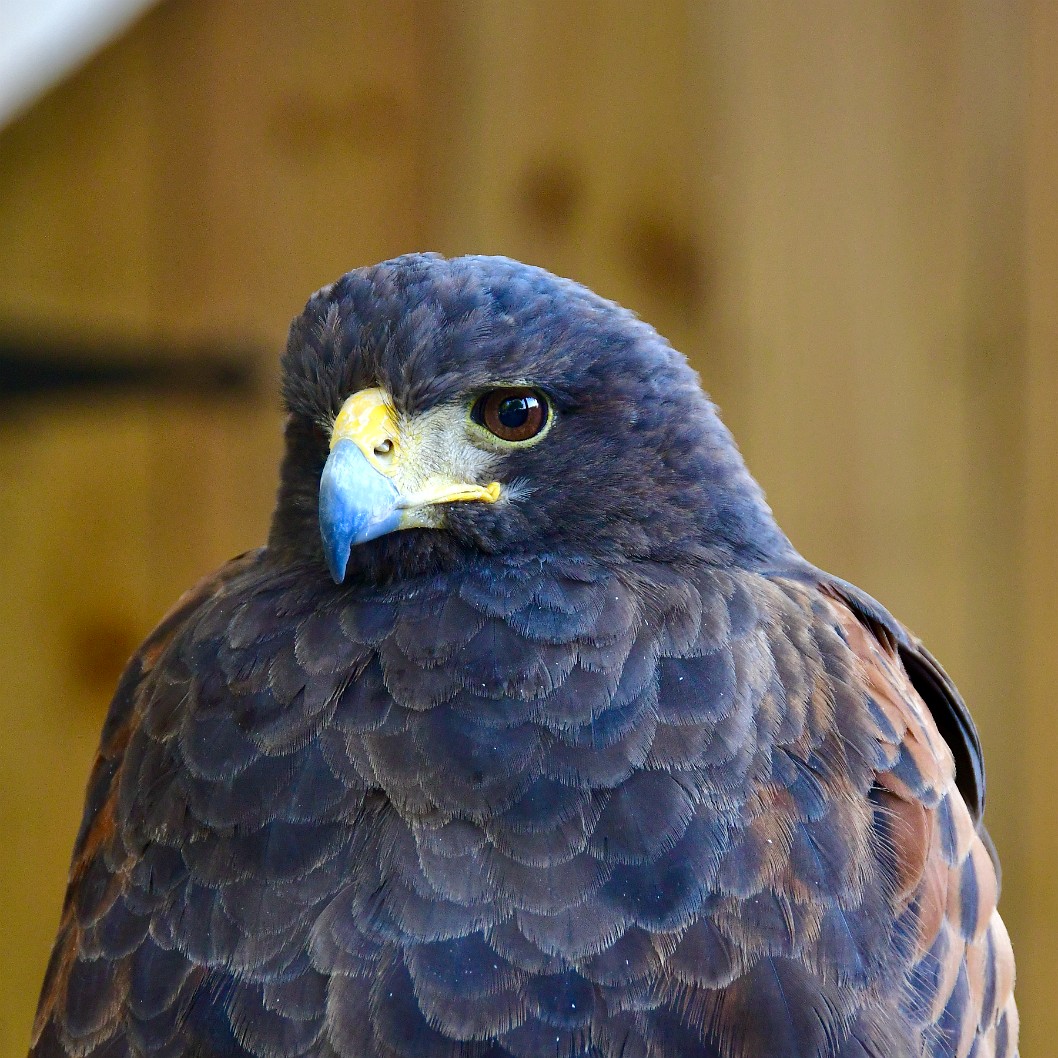 Sonja the Harriss Hawk Giving a Stern Look