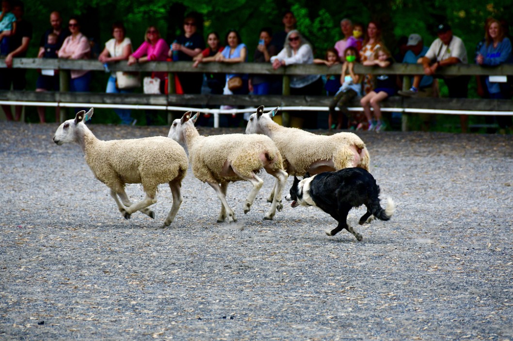 Getting Those Sheep Moving
