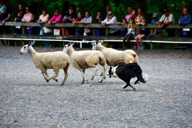 Sheepdog Demonstrations