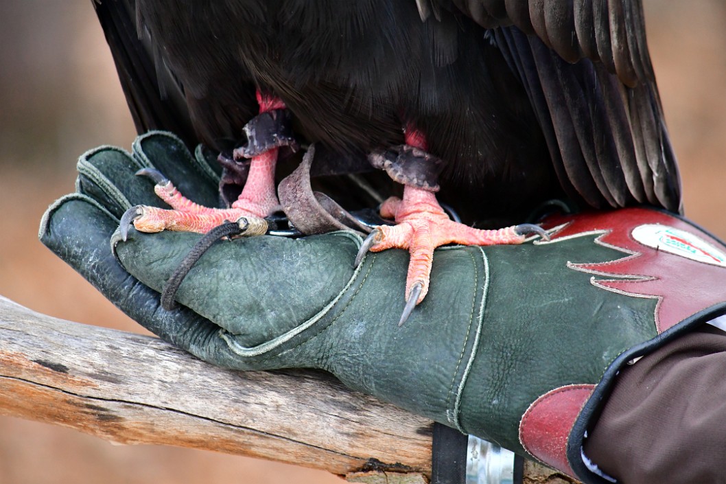 Vulture Feet