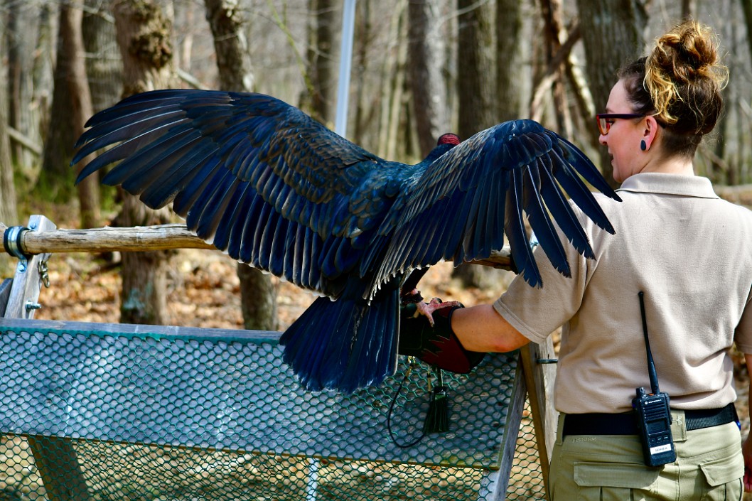 Wings Wide to Balance