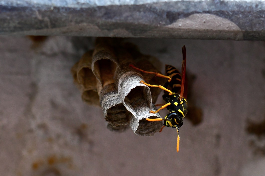 European Paper Wasp Exploring Their Home