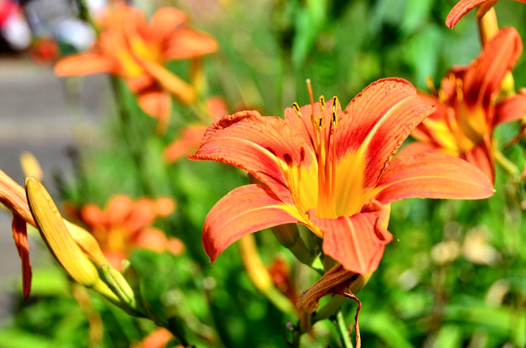 Daylily in Orange