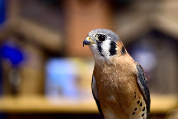 American Kestral