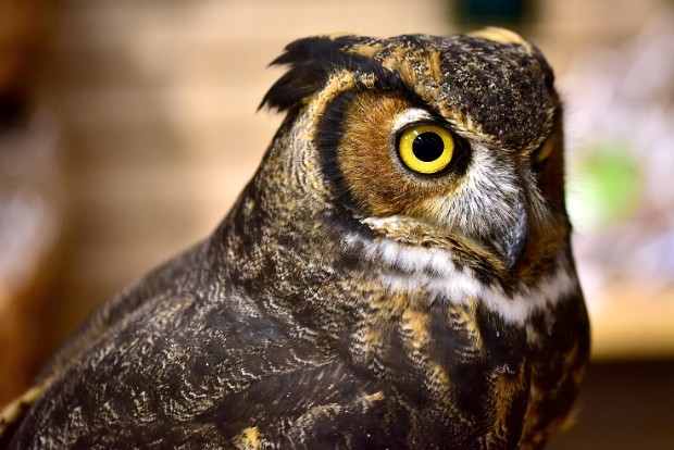 Great Horned Owl