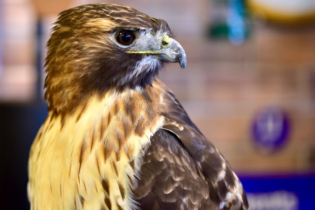 Red-tailed Hawk