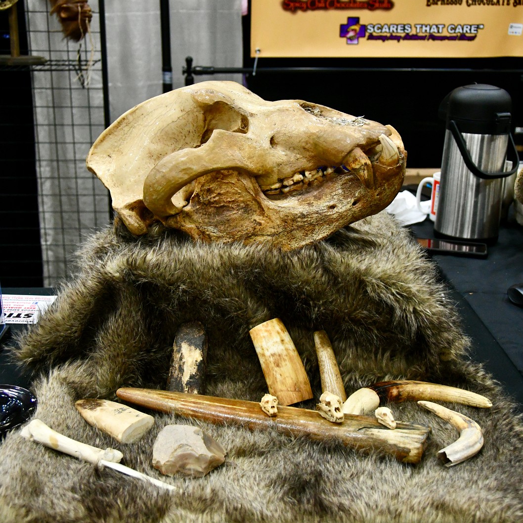 Cave Bear Skull Mounted in Prominence