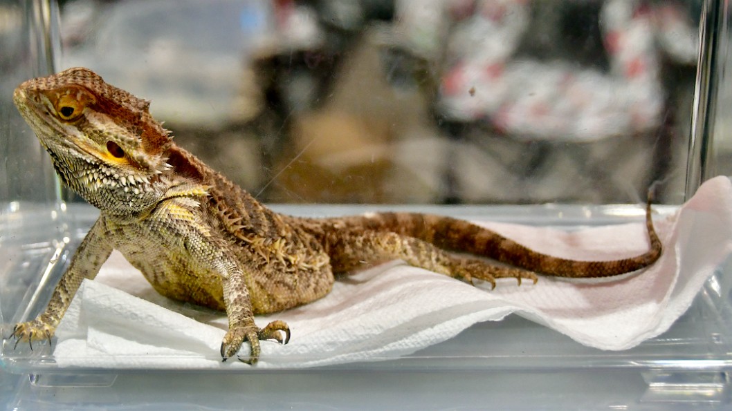 Bearded Dragon on a Paper Towel