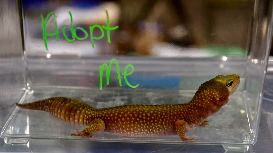 Leopard Gecko Waiting for Adoption