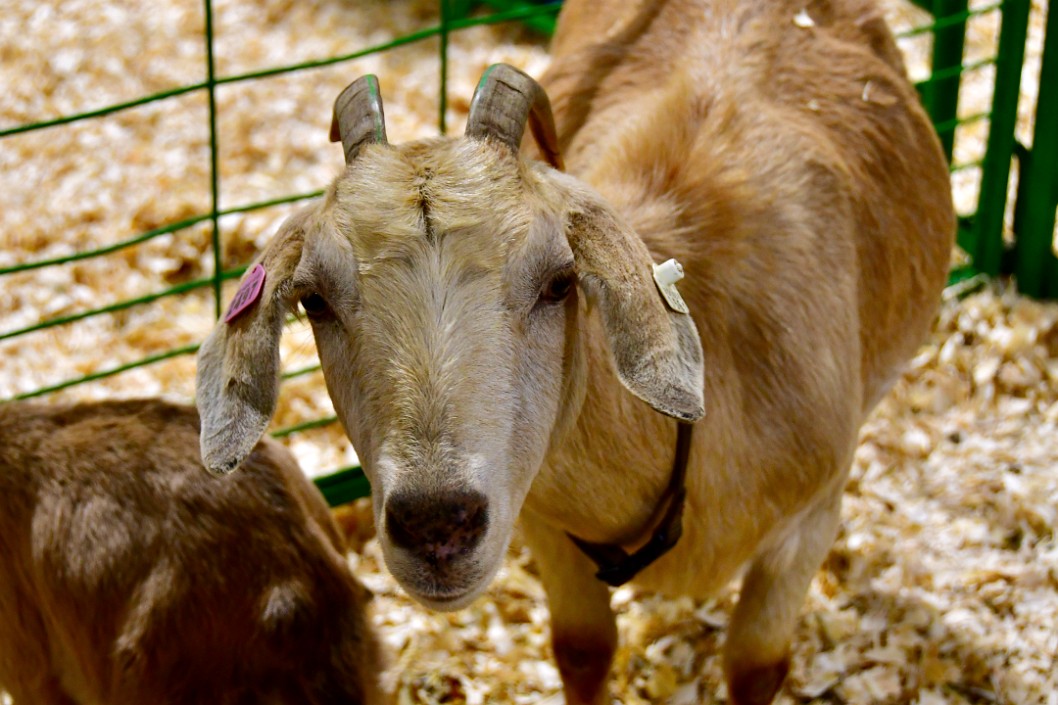 Goat Saying Hello