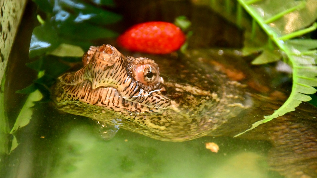 Common Snapping Turtle Named Beauty
