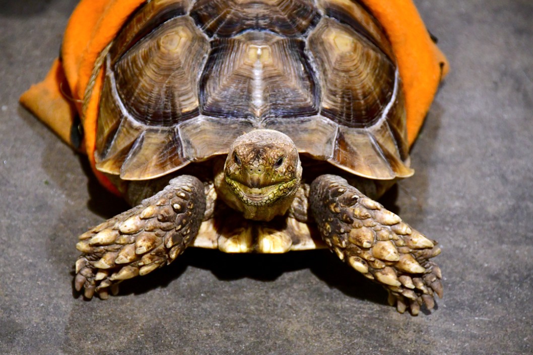 Front-On View of a Young Desert Sulcata Tortoise