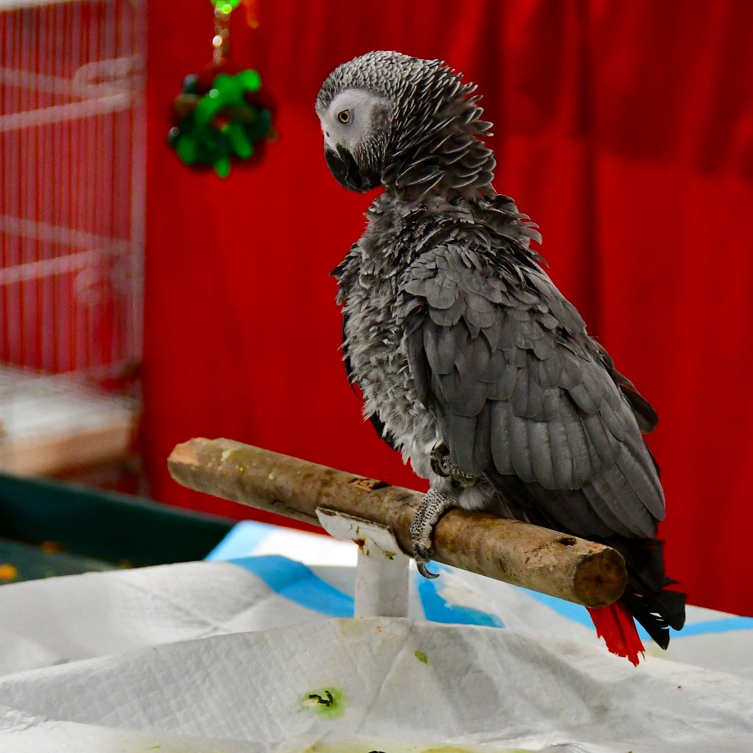 Grey Parrot Fluffing Up