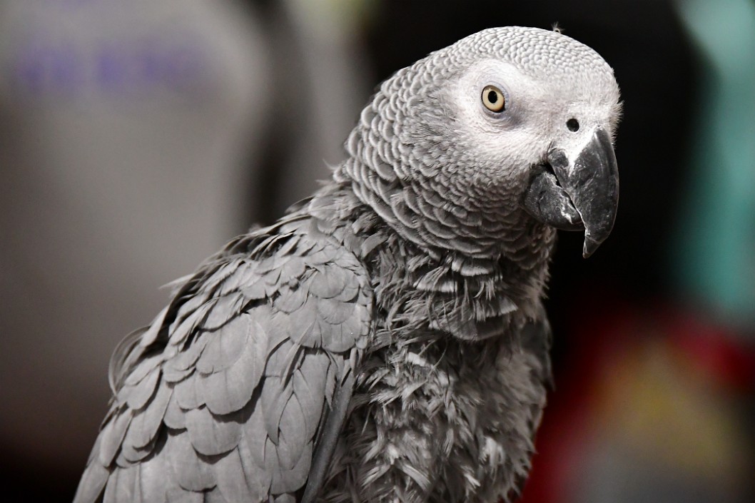 Light Eye, Grey Parrot
