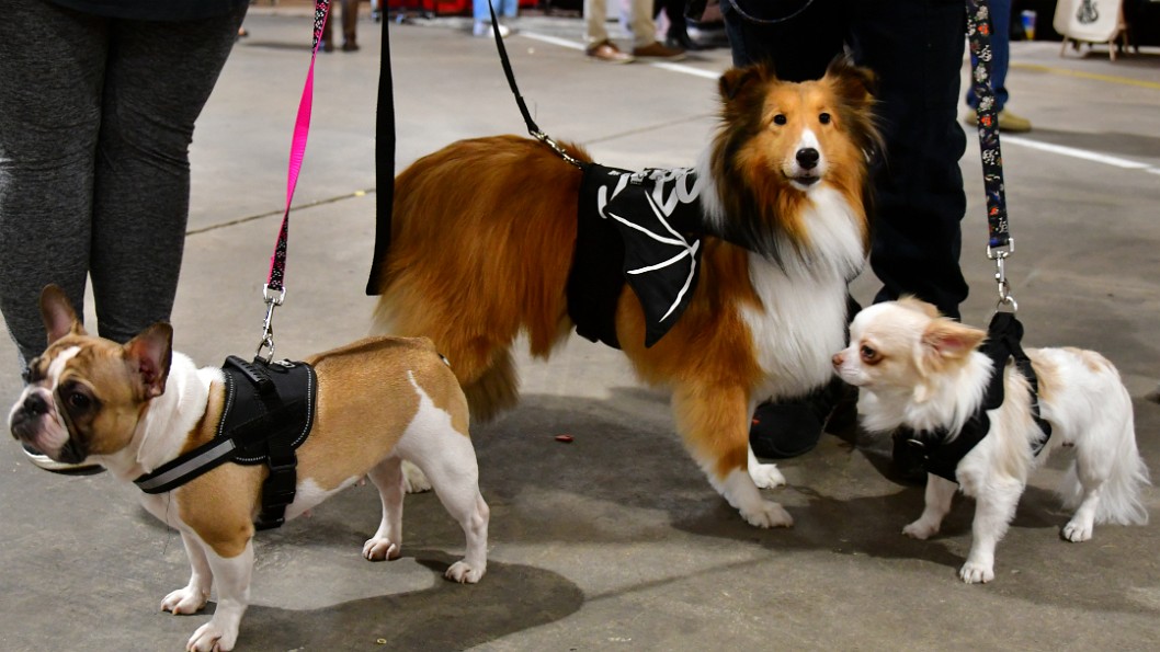 Three Cool Doggos