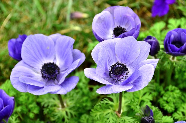 A Feast of Color at Homestead Gardens