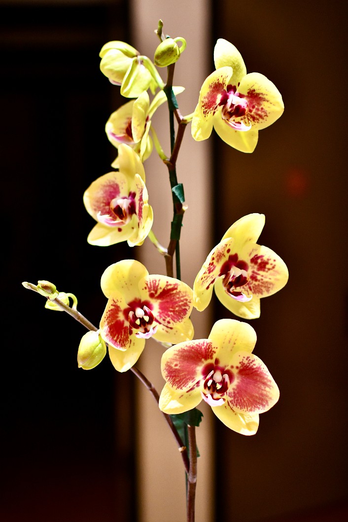 Phalaenopsis (Chian Queca x Diamonnd Beauty) Hybrid