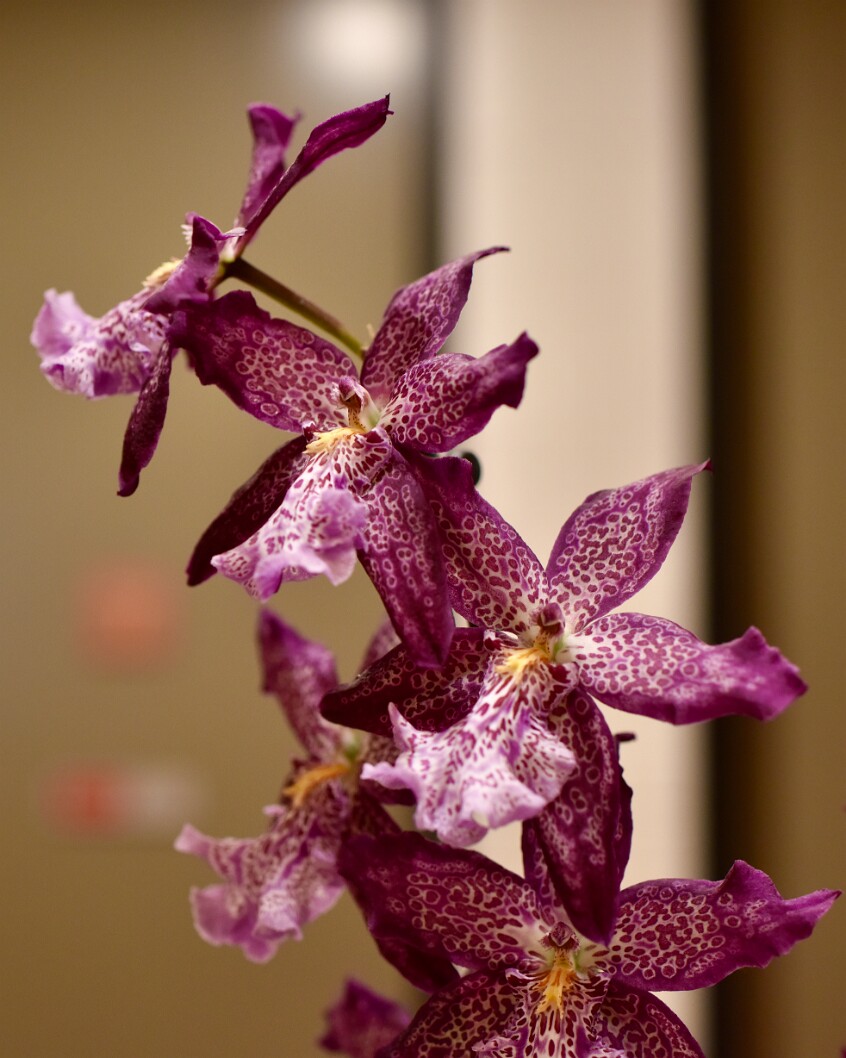 Beallara Marfitch Howard's Dream Oncidium