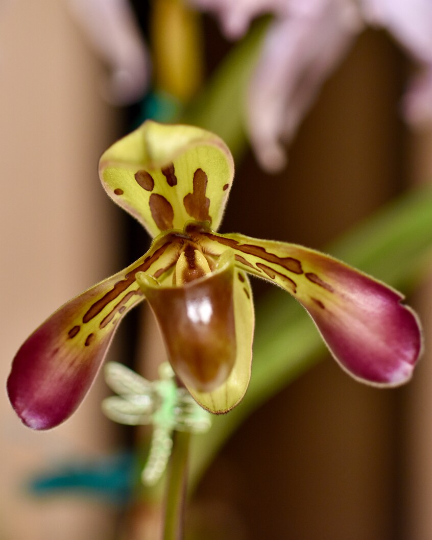 C. Maxima (Chris x Ken) Paphiopedilum With Great Lobes