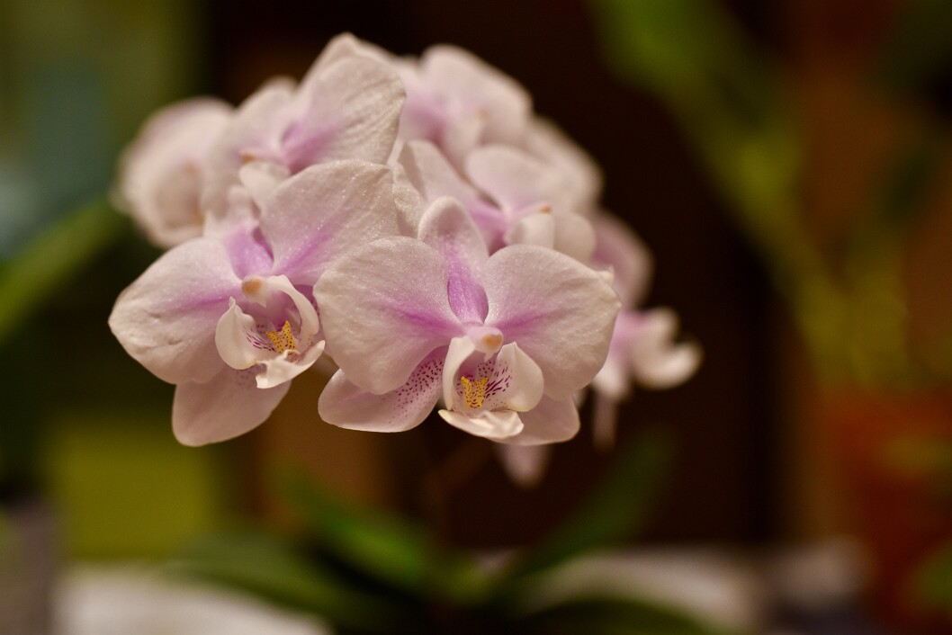 Cluster of Phalaenopsis NOID Pale Pink Blush