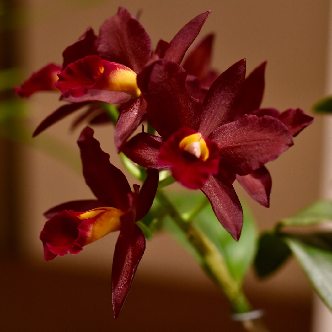 Dark Velvety Texture