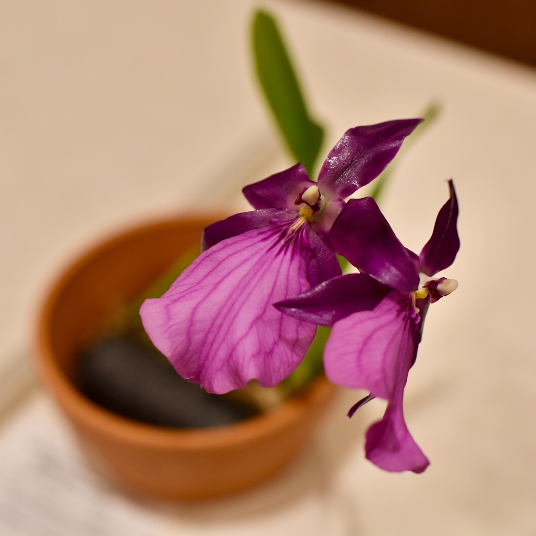 Miltonia Robert Travers Blooming Well
