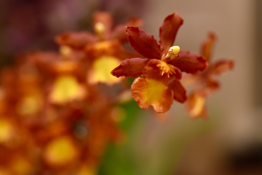 Oncidium in Orange and Yellow