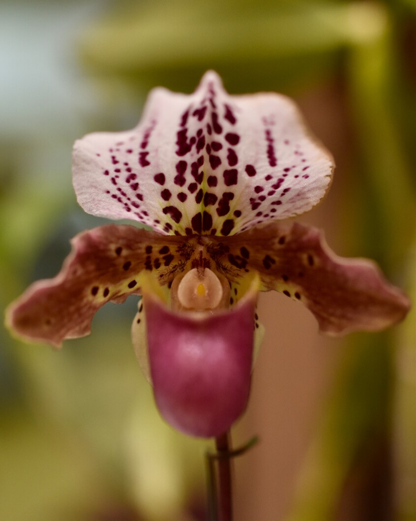 Paph. Dolls Kobold Charlesworthii x Henryanum