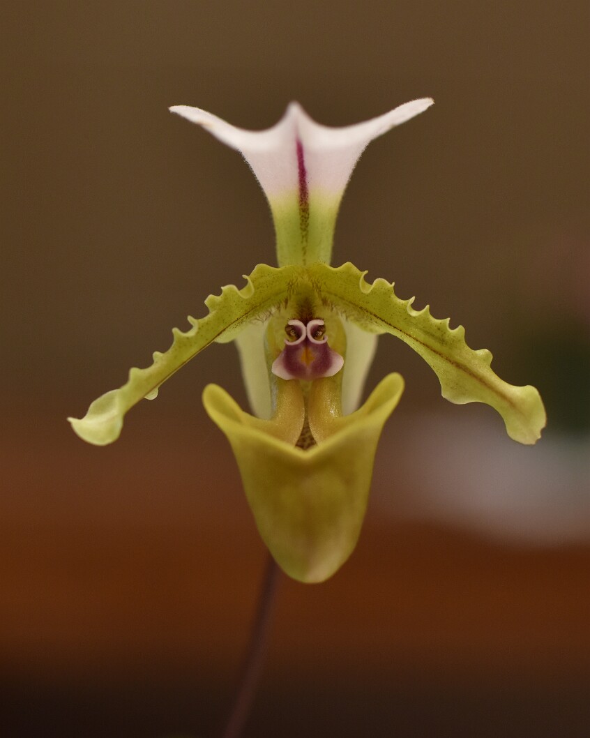 Paphiopedilum Spicerianum