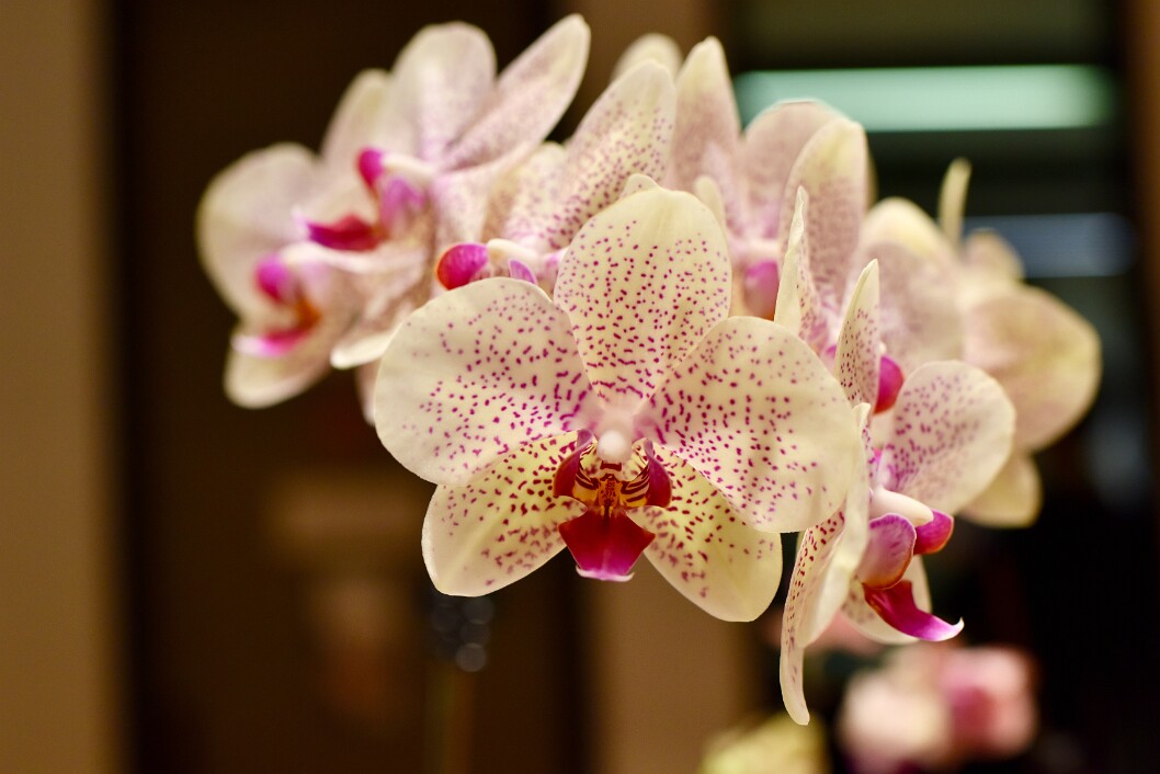 Phalaenopsis Fancy Freckles