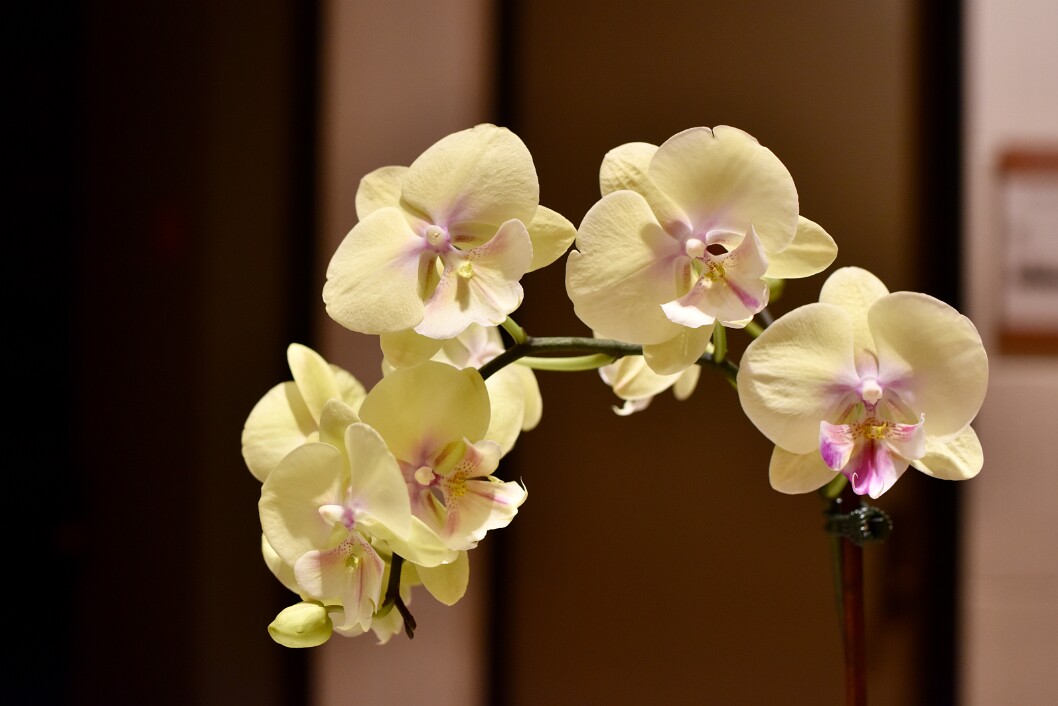 Pretty Phalenopsis in Gentle Yellow and Pinks