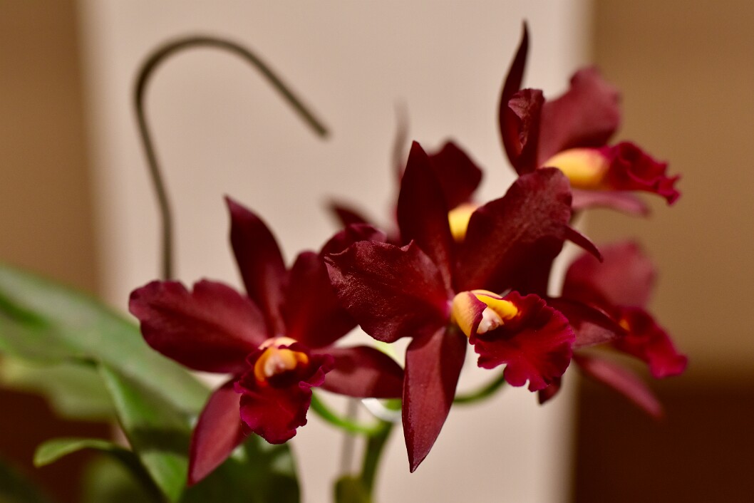 Slc. Tutankamen ‘Pop’ Cattleya