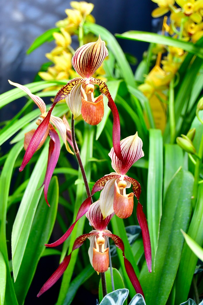 Paph Jerry Spence