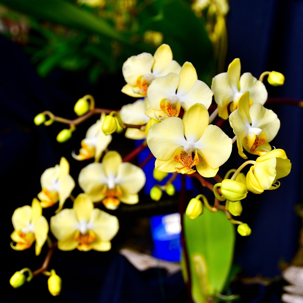 Pretty Yellow Phalaenopsis