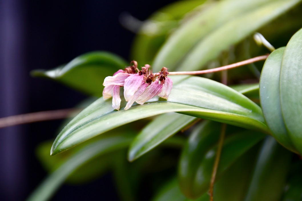 Bulbophyllum Daisy Chain