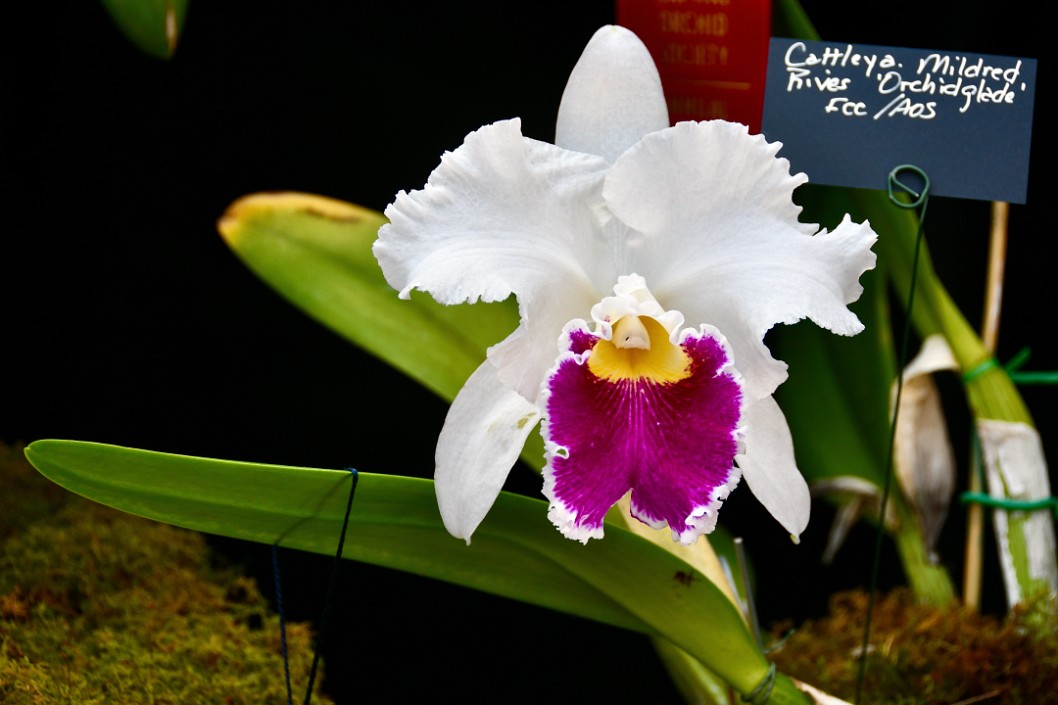 Cattleya Mildred Rives Orchidglade