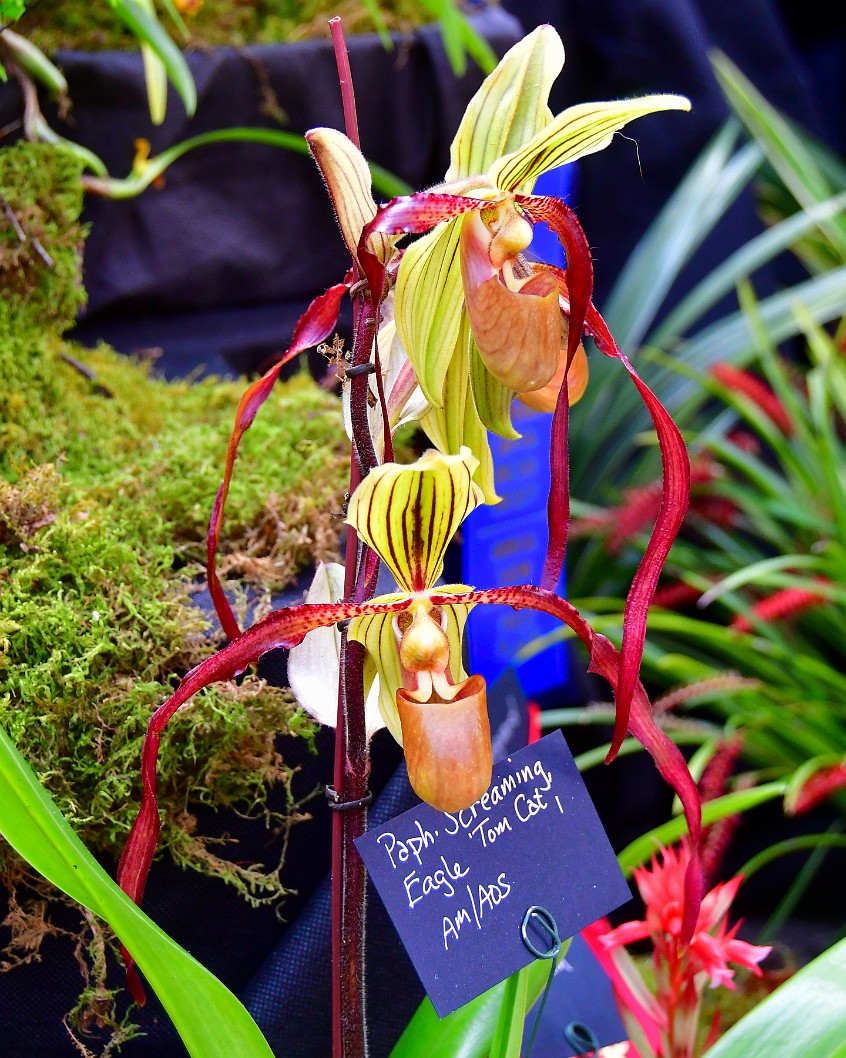Paph. Screaming Eagle Tom Cat With Hanging Petals