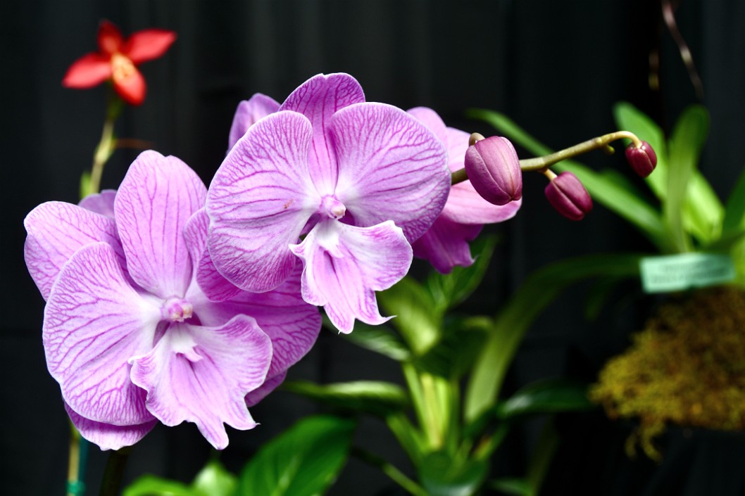 Phalaenopsis Hybrid Big Lipped Pink