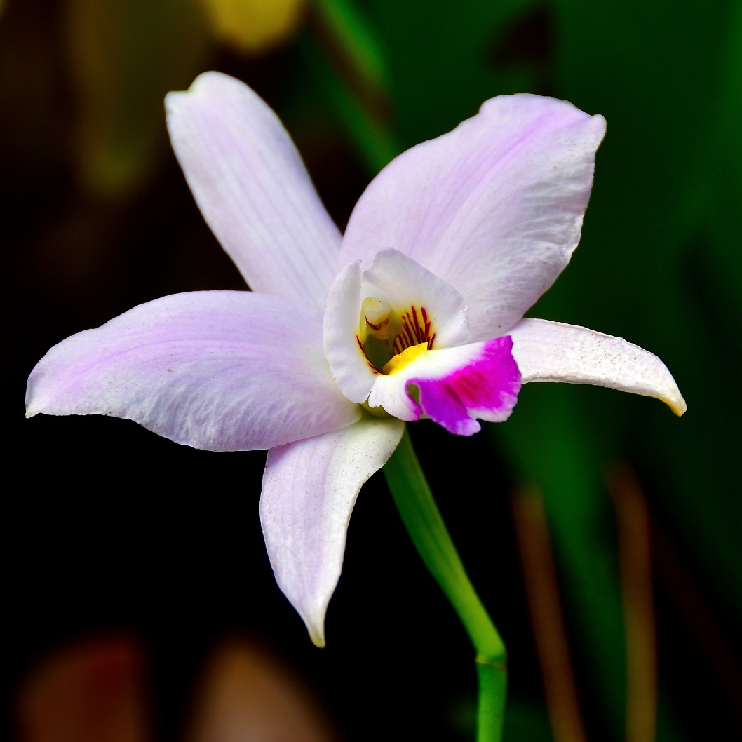 Flash of Pink on the Lip of the Laelia Anceps