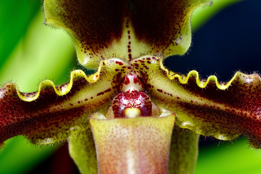 Hairy Paph Detail 1