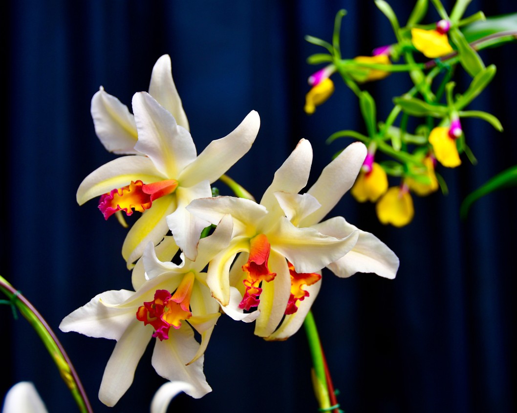 Nancy Orchids With Folds and Frills