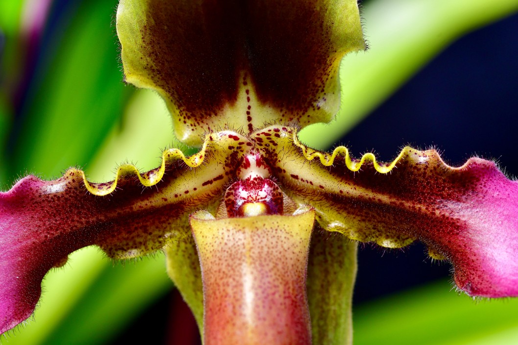 Hairy Paph Detail 2