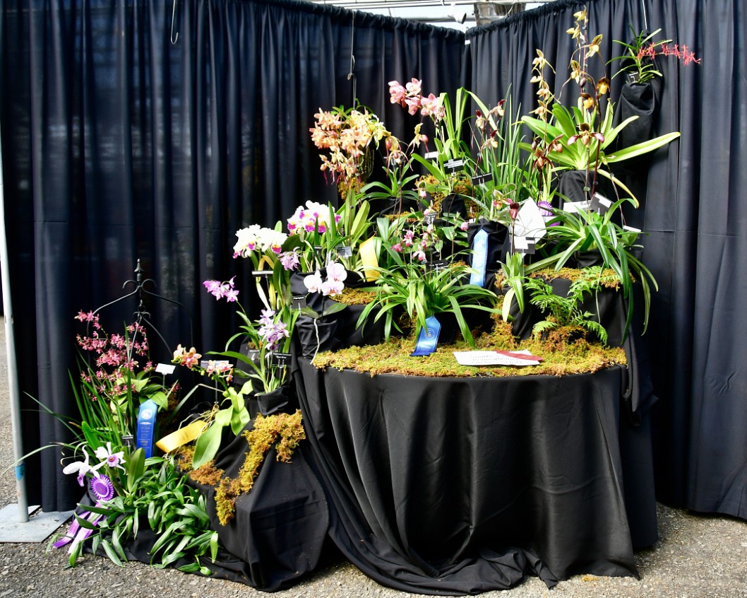 Southeastern Pennsylvania Orchid Society Full Display