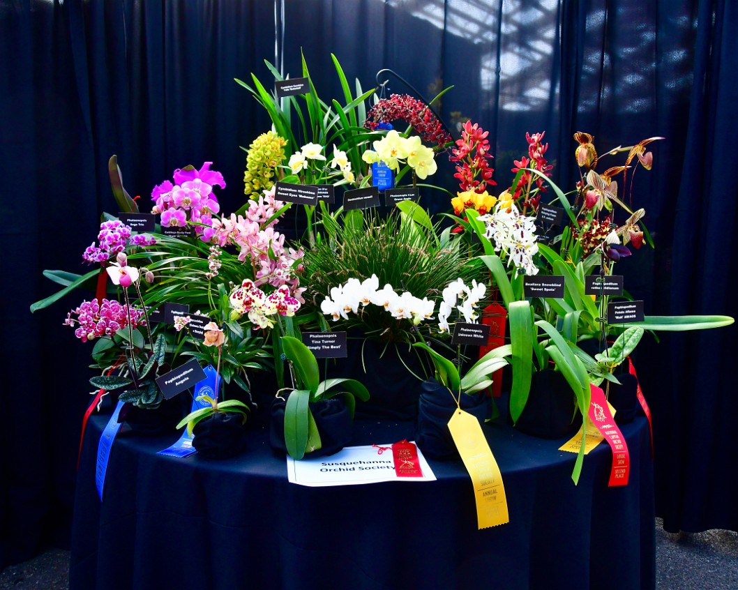 Susquehanna Orchid Society Full Display