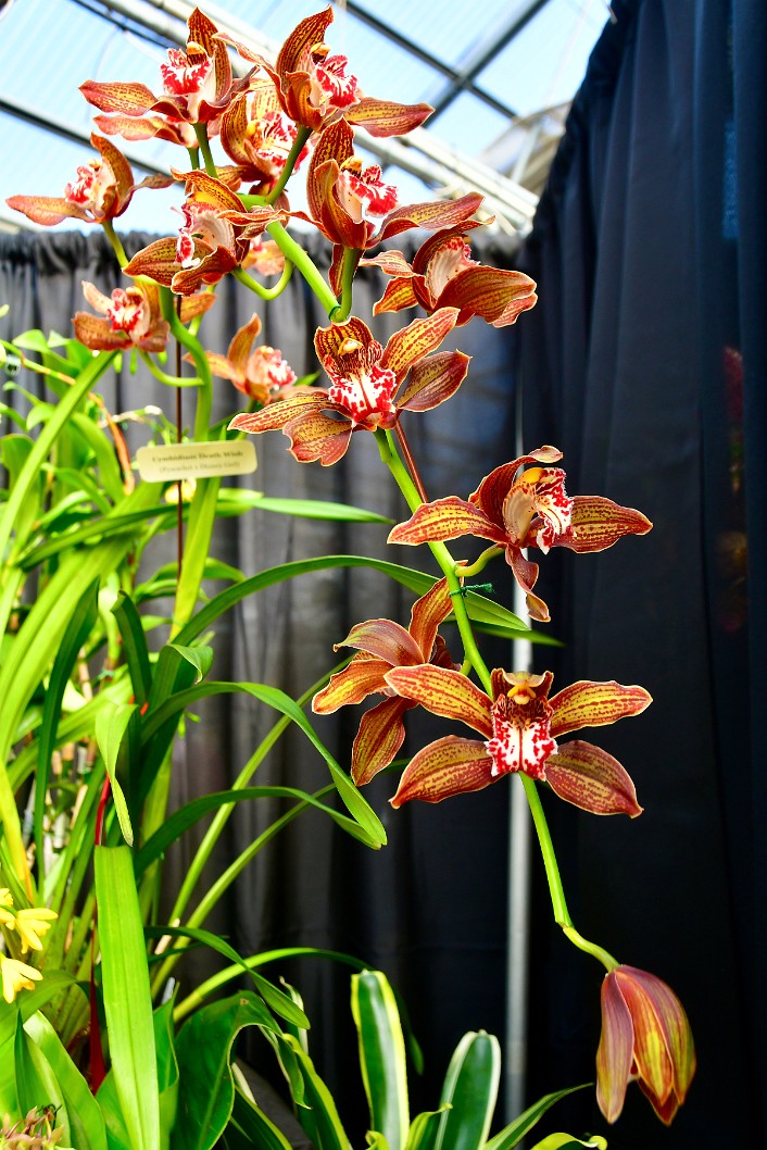 Cymbidium Death Wish Orchids Flowing Down