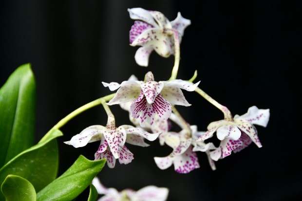 J and L Orchids